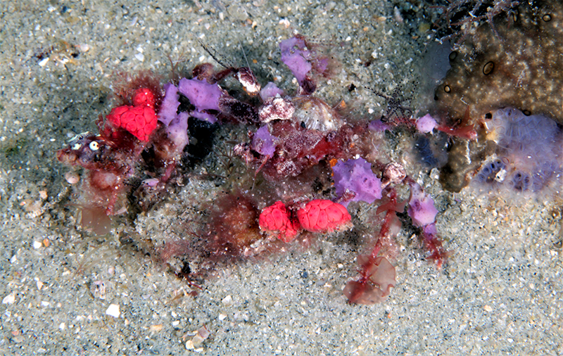 Decorator crab at Gray's Reef near Savannah