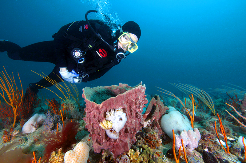Diver observing sponge at Gray's Reef near Savannah