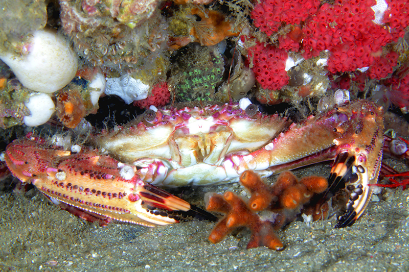 Crab at Gray's Reef near Savannah
