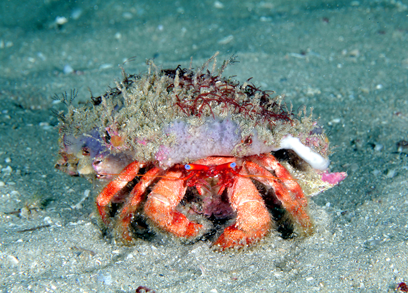 Hermit crab at Gray's Reef near Savannah