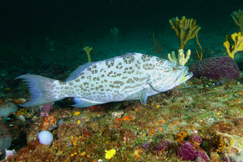Scamp grouper at Gray's Reef near Savannah