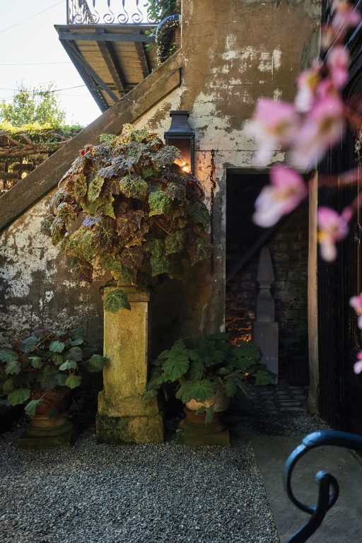 Hydrangeas in a courtyard