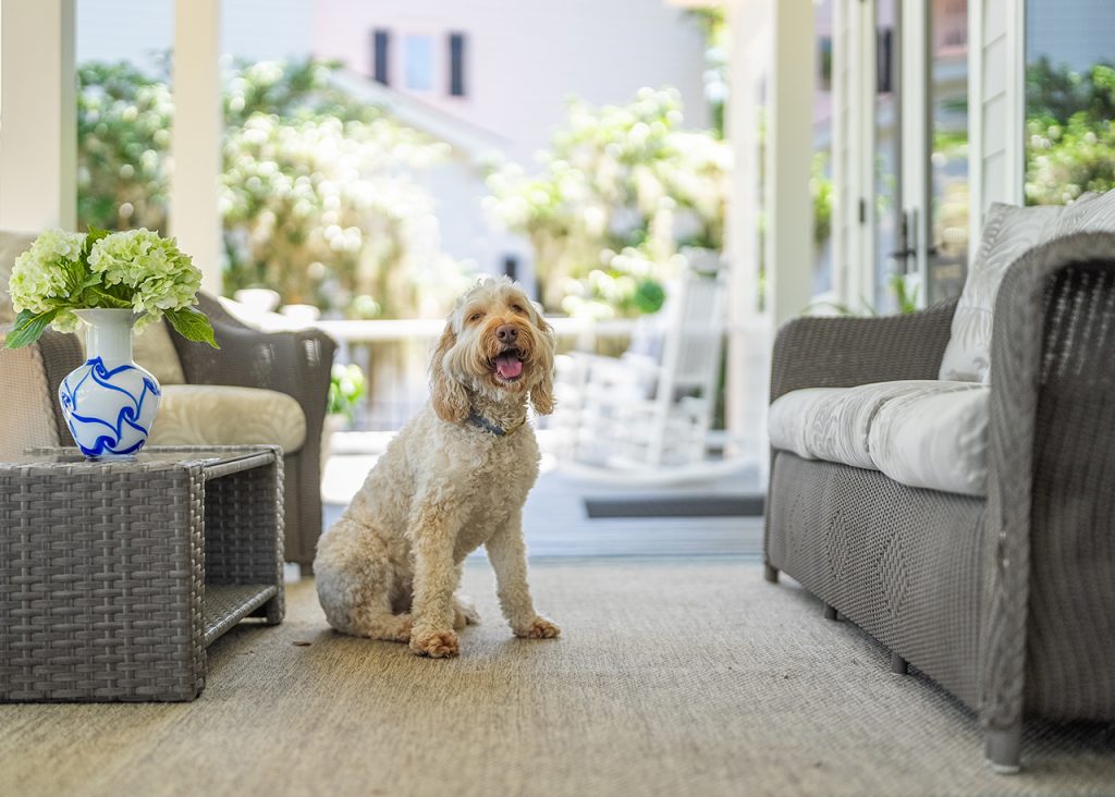A fuzzy white dog smiling and sitting on a covered patio