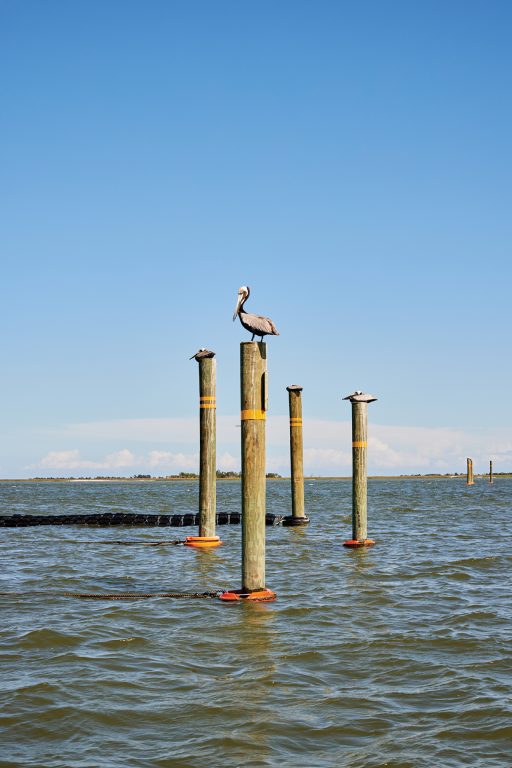 Pelicans sit on poles in the water