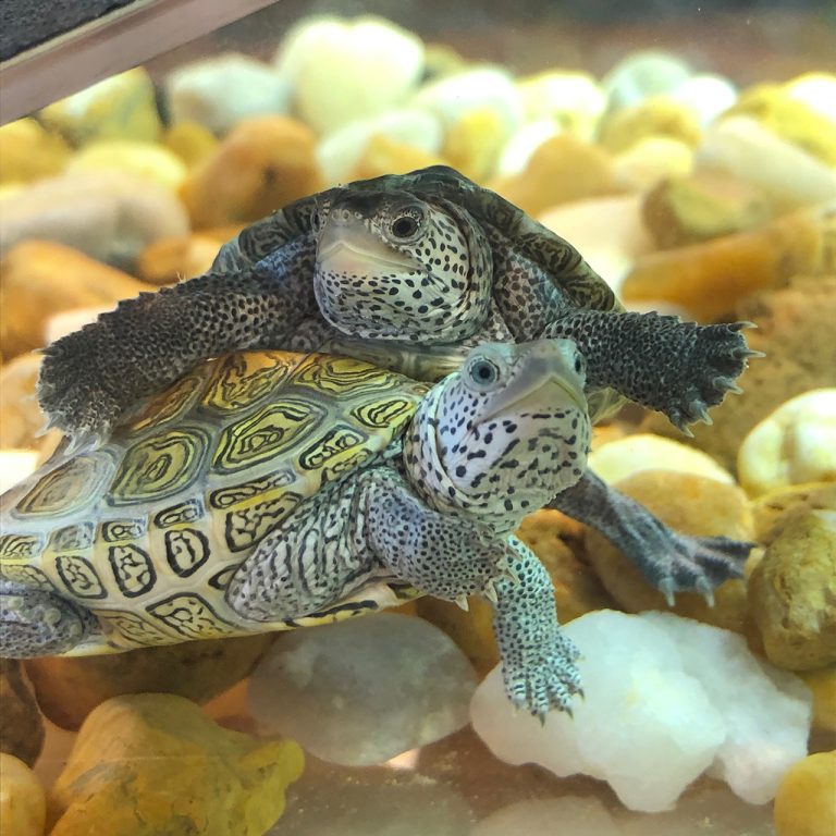 Two baby diamondback terrapins floating in a tank