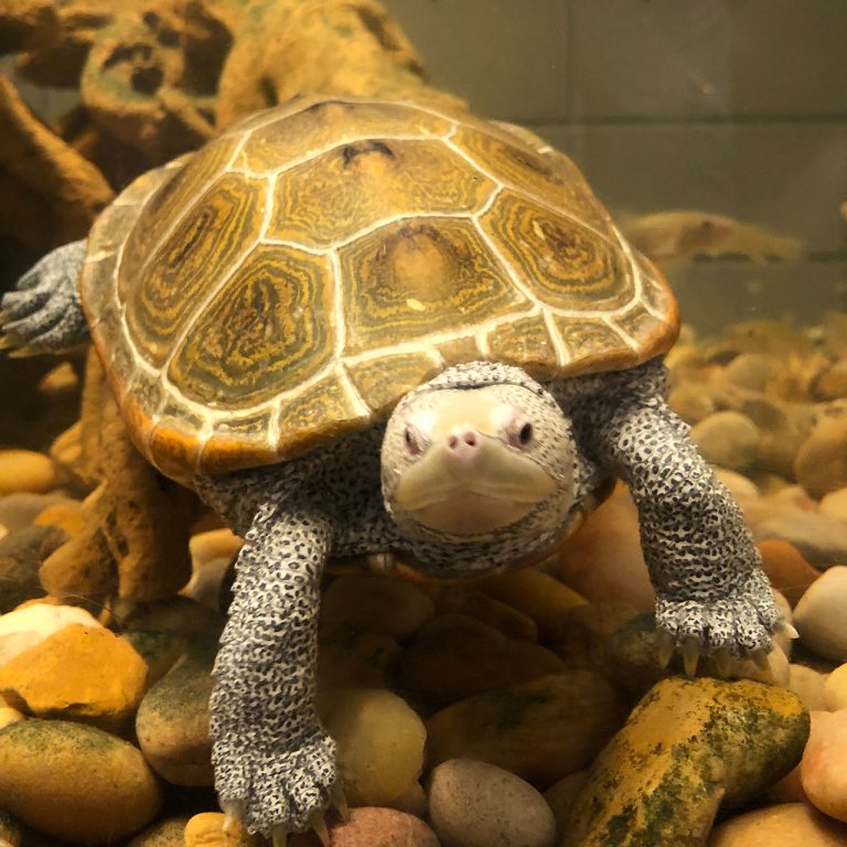 A diamondback terrapin floating in a tank