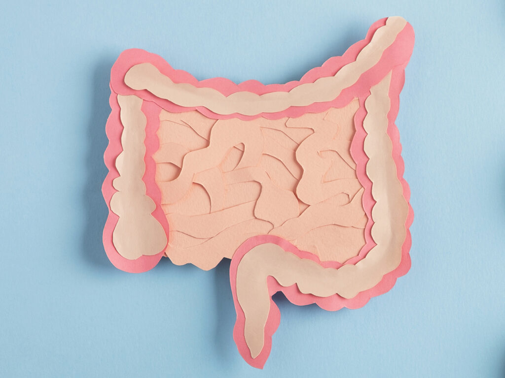 gut health intestine artwork made from colored paper