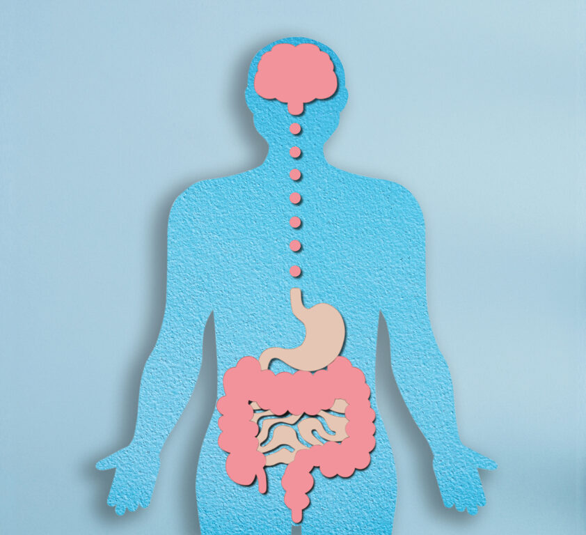 gut health Intestine decorative model