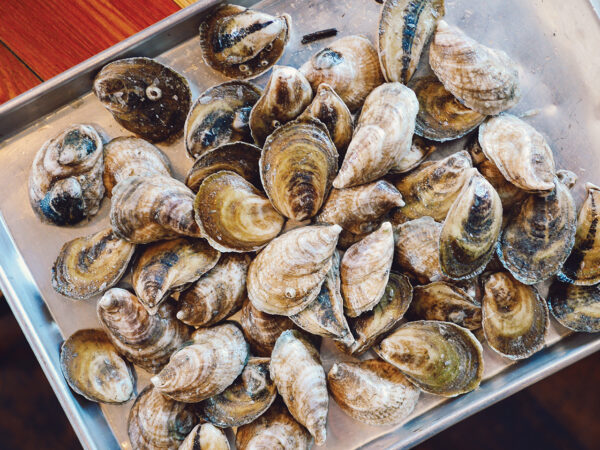 oysters on a baking tray
