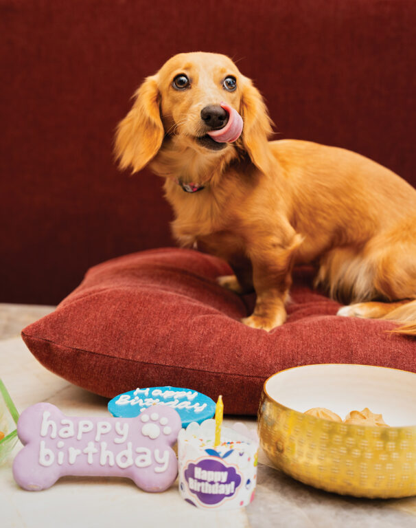 A long-haired Dachshund sitting on a pillow