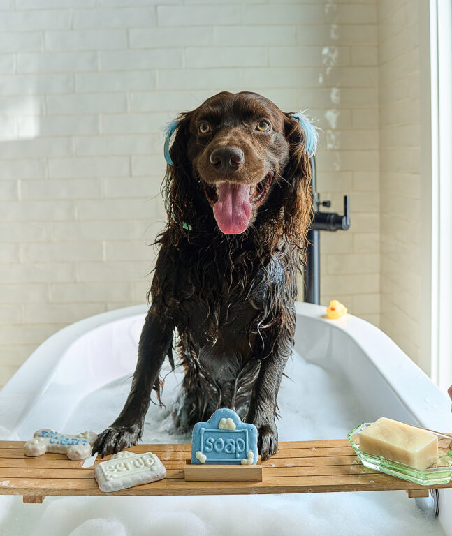 A brown dog in a bathtub