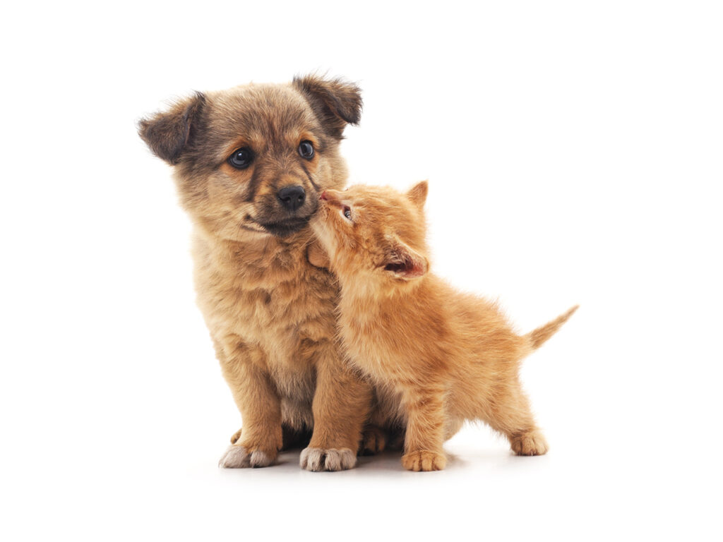 Puppy and kitten