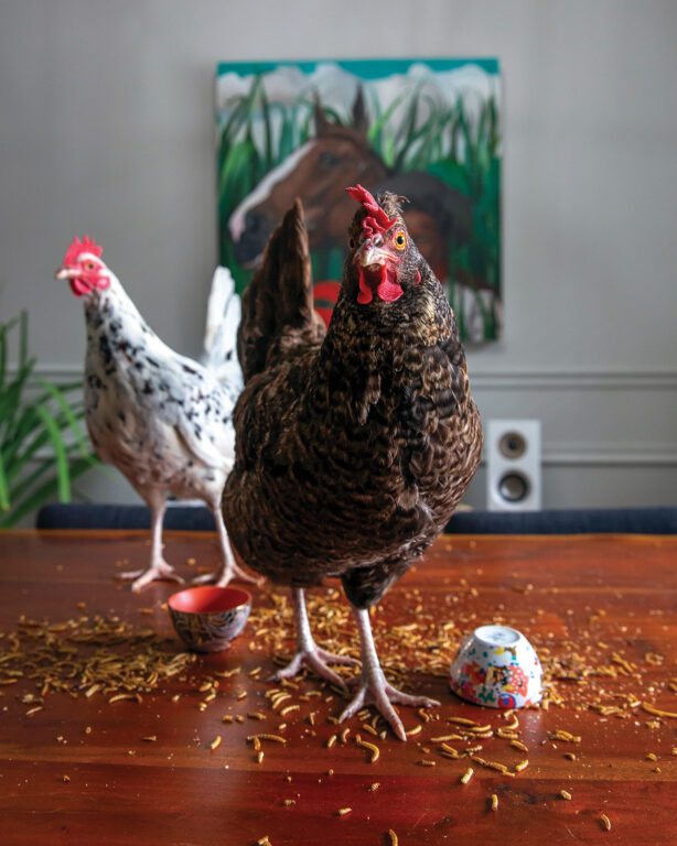 two chickens standing on a kitchen table