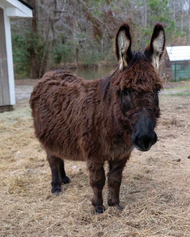a brown furry donkey