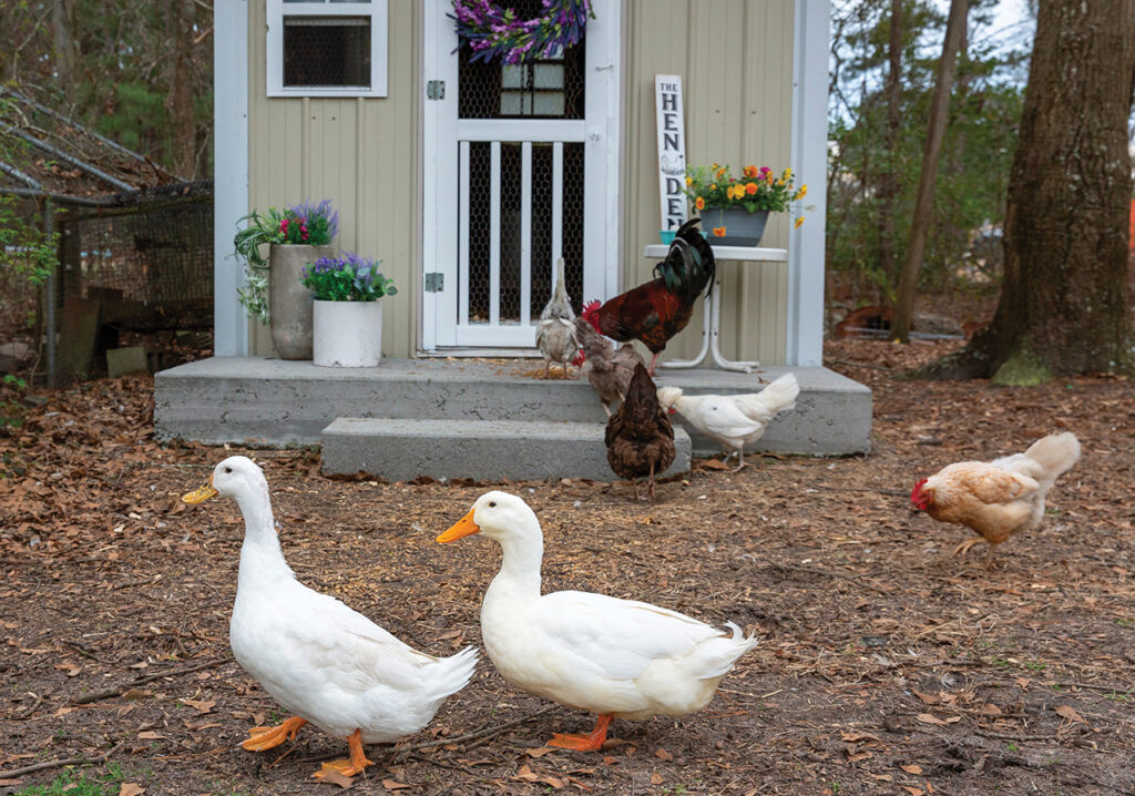chickens and ducks pecking the ground in front of a chicken coop