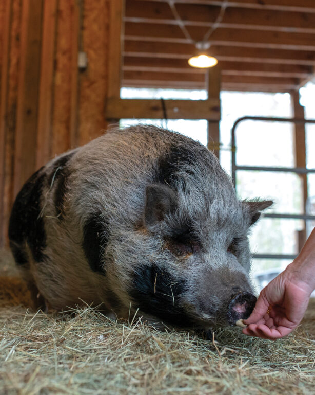 A pig eating from someone's hand
