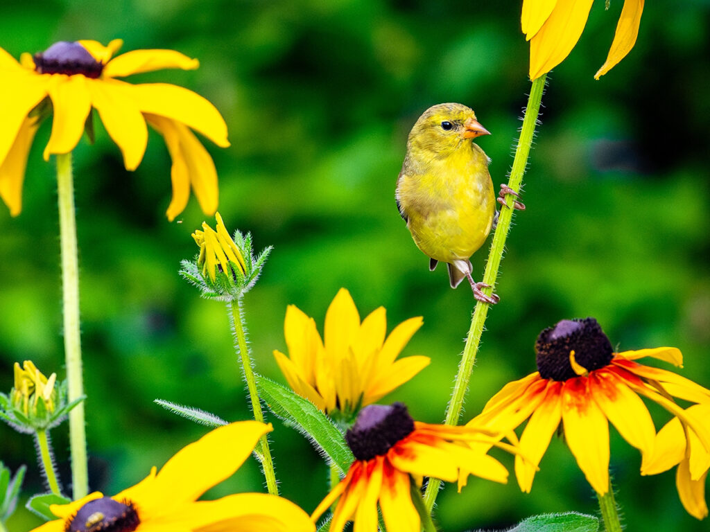 Yellow finch perched on a black eyed Susan