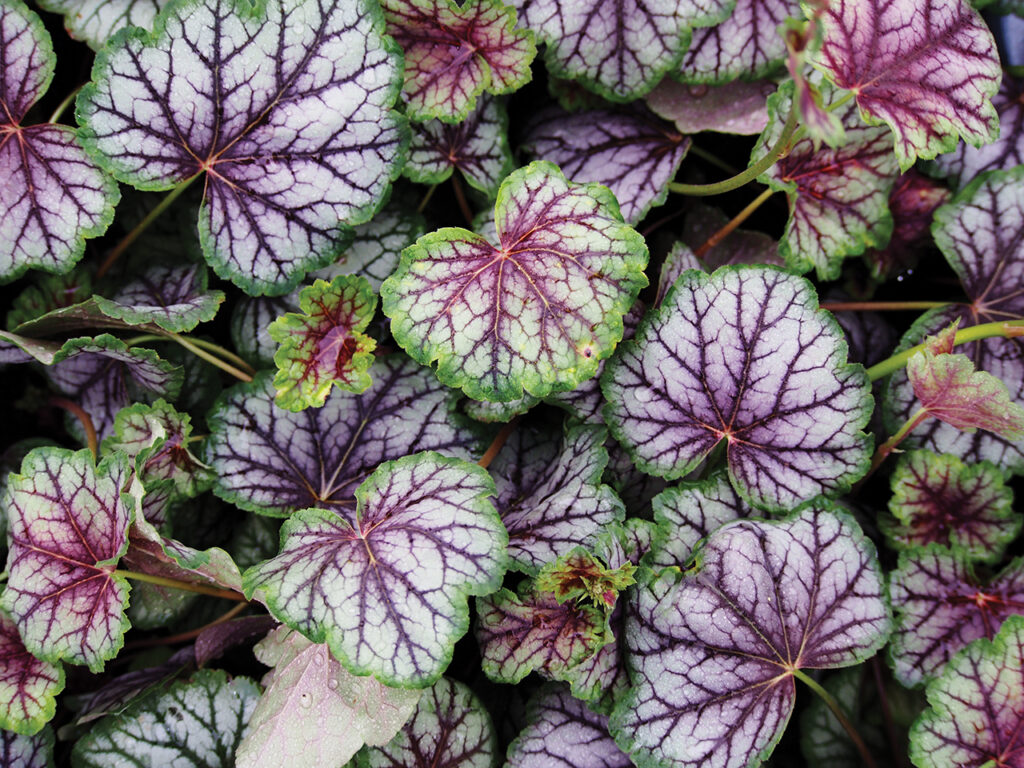coral bells