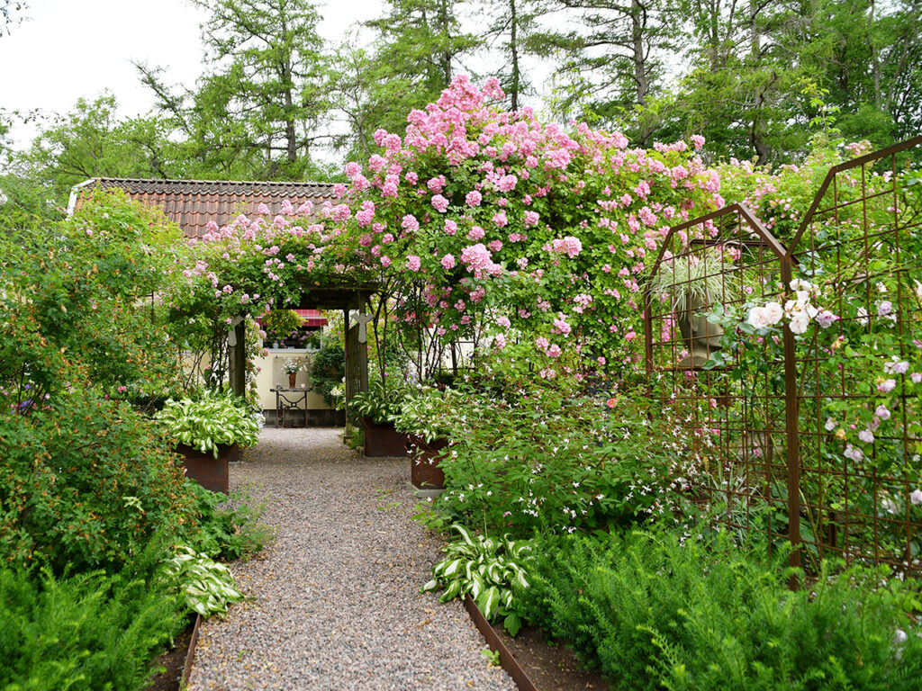 gravel garden walkway lined with roses
