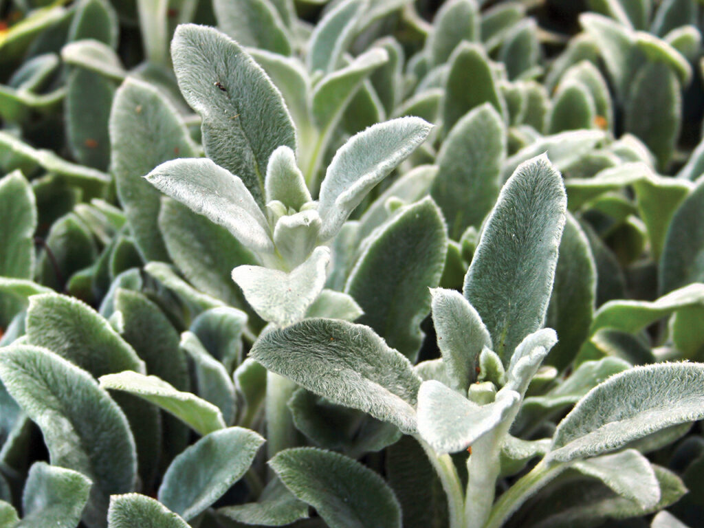 lambs ears plant