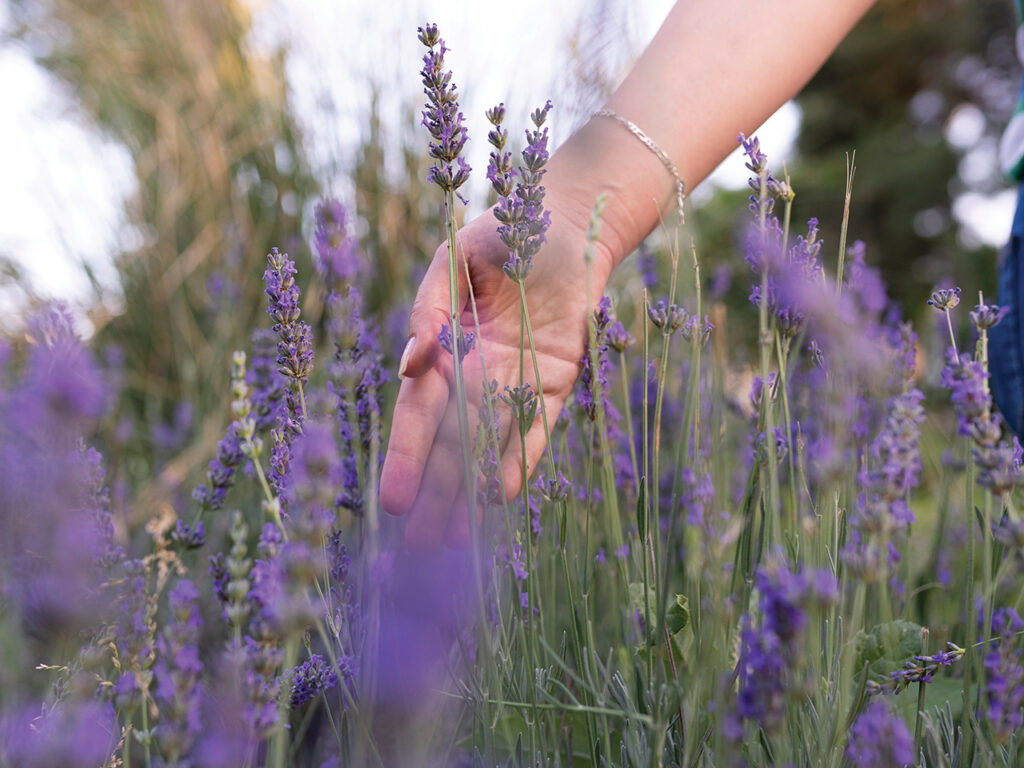 Hand touching wild lavender