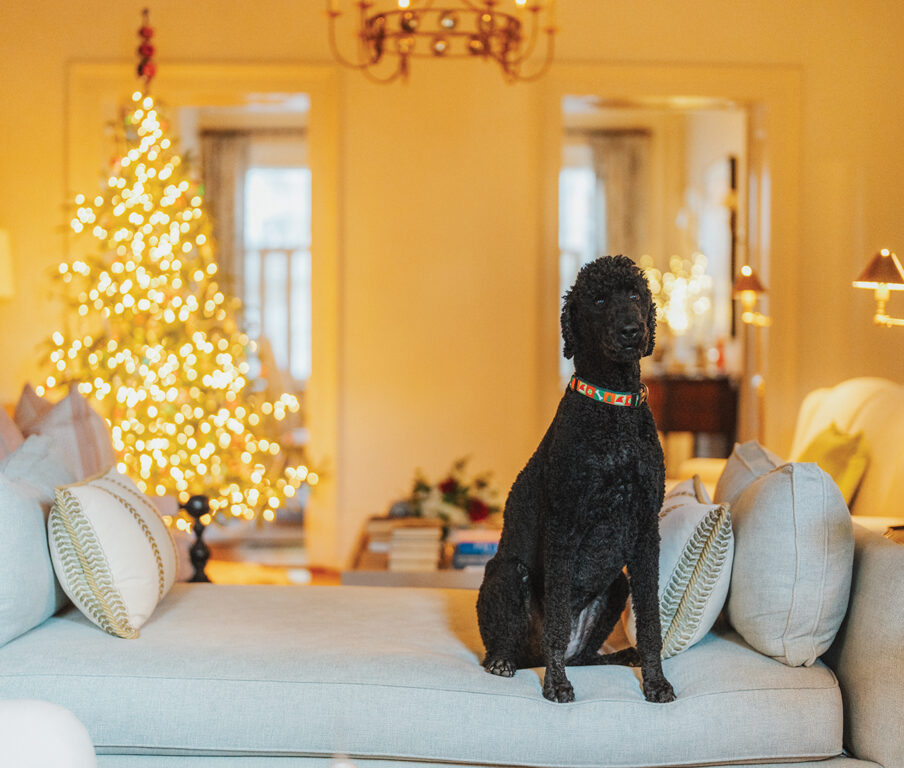 a black poodle sitting on a couch in front of a Christmas tree