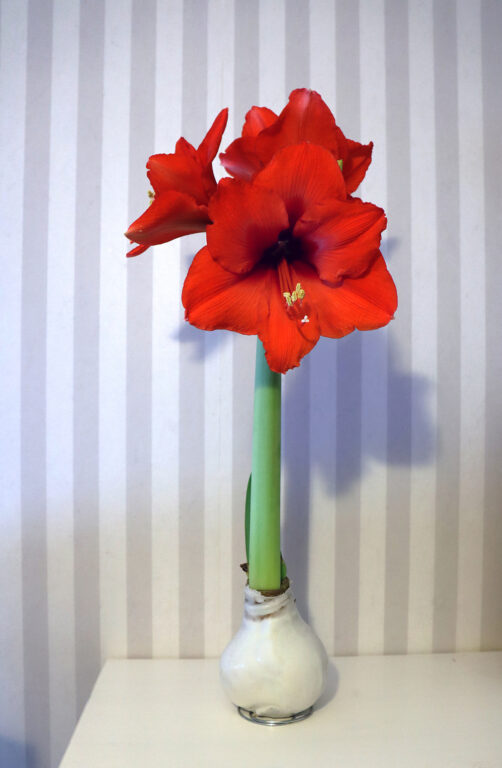 Amaryllis flower diped with wax and striped wallpaper in the background.