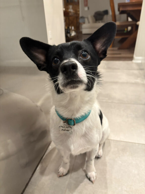 a small black and white dog looking cute
