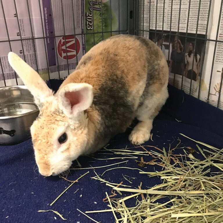 a bunny eating hay
