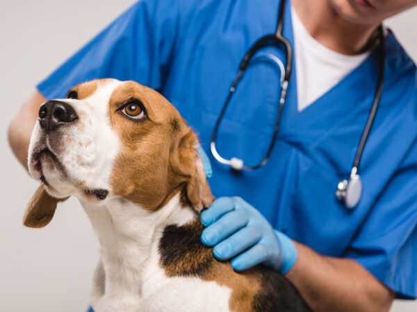 cropped view of veterinarian examining beagle dog isolated on grey