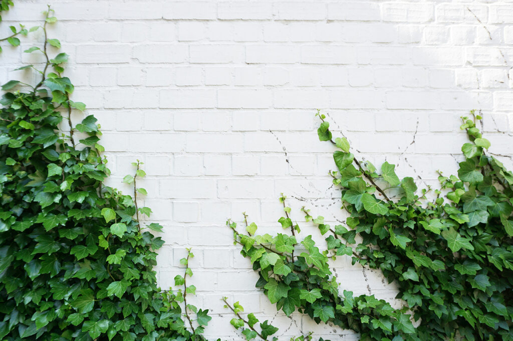 vines climbing on a white brick building